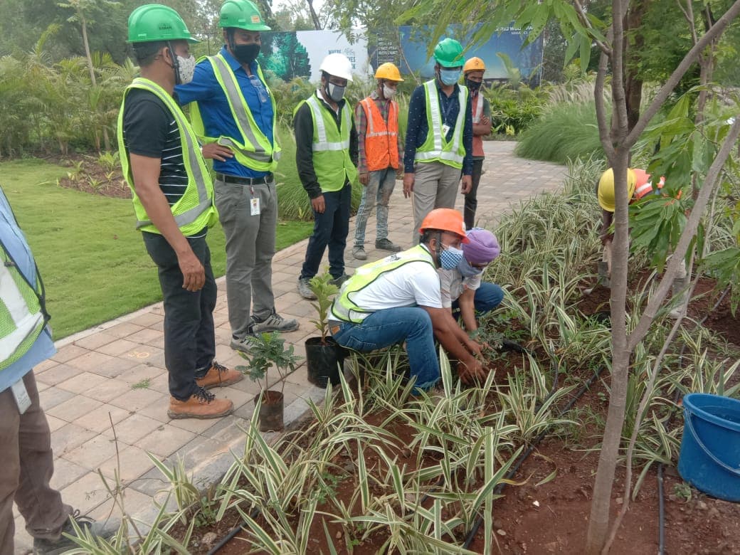Tree Plantation